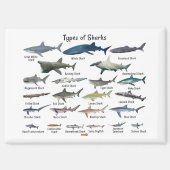 Aimant Types de requins tableau (Recto)