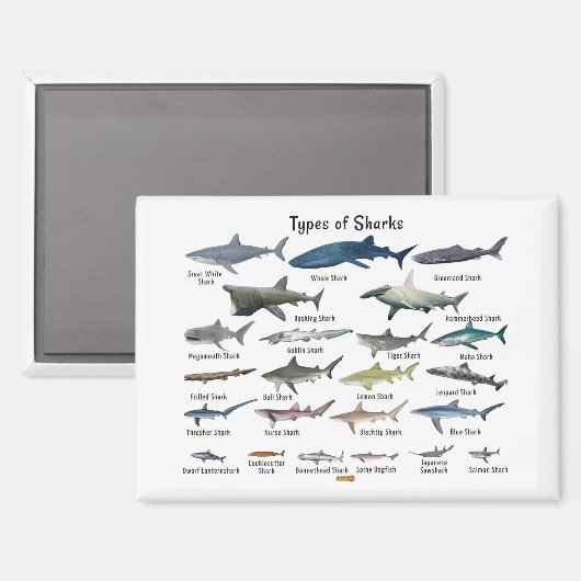 Aimant Types de requins tableau (Recto/Verso)