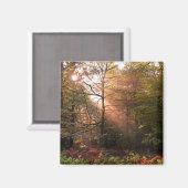 Aimant UK. Forêt de Dean. Faisceau de soleil pénétrant un (Recto/Verso)