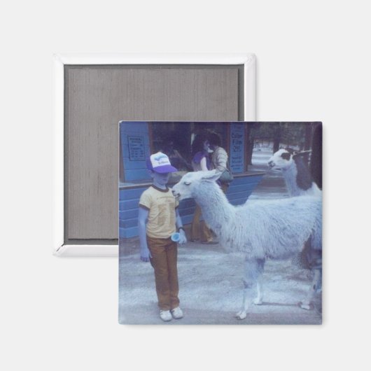 Aimant 'Um Biting Llama "Hues" (Recto/Verso)