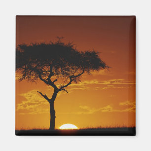 Aimant Umbrella Thorn Acacia, Acacia tortilis,