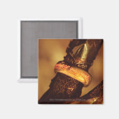 AIMANT UN ANNEAU POUR LES RÉGLER TOUS™ (Recto/Verso)