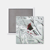 Aimant Un Beau Cardinal Rouge Dans Les Arbustes Couverts  (Recto/Verso)