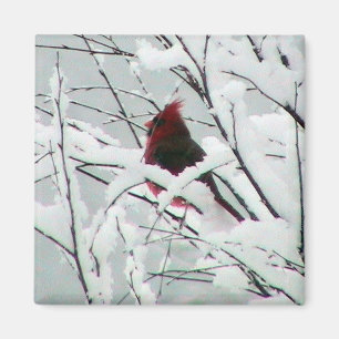 Aimant Un beau cardinal rouge dans les buissons a couvert