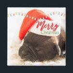 Aimant Un beau Carlin de marionnettes dans un chapeau rou<br><div class="desc">Un aimant avec une adorable photo d'un chiot carlin qui dort en portant un chapeau de santa rouge. Joyeux Noël est écrit sur la bande de son casquette, dans une police manuscrite branchée, dans les couleurs festives rouge et vert. Les lumières de Noël posées sur le dessus créent une atmosphère...</div>
