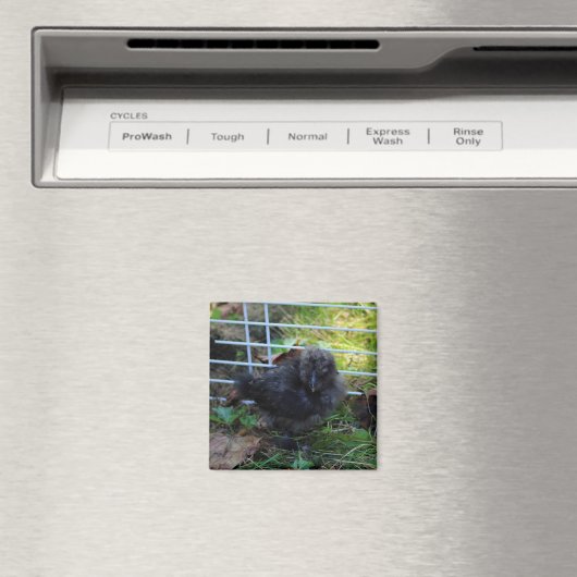 Aimant Un bébé Silkie (In Situ (Lave-vaisselle))