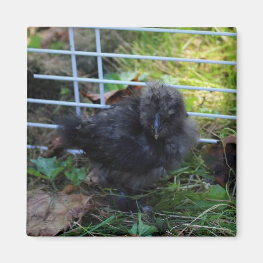 Aimant Un bébé Silkie (Devant)