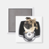 Aimant Un bulldog français à l'échelle regardant la camér (Recto/Verso)