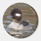 Aimant Un Canard À Tête De Buffle Nage Par (Devant)