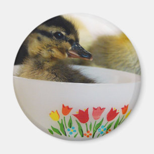 Aimant Un canard dans un thé
