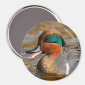 Aimant Un canard Turquoise à ailes vertes chatté à l'étan (Recto/Verso)