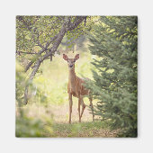 Aimant Un cerf solitaire (Devant)