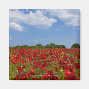 Aimant Un champ complètement des fleurs rouges