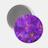 Aimant Un champ de crocus violets (Recto/Verso)