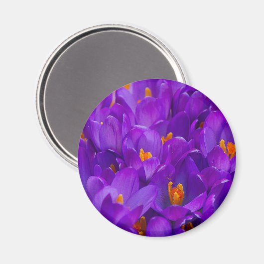 Aimant Un champ de crocus violets (Recto/Verso)