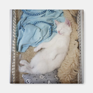 Aimant Un chat blanc dormant dans un panier de