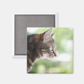 Aimant Un chat tabby adulte regardant par la fenêtre (Recto/Verso)