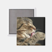 Aimant Un chat tabby lèche sa patte. (Recto/Verso)