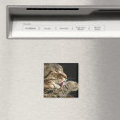 Aimant Un chat tabby lèche sa patte. (In Situ (Lave-vaisselle))