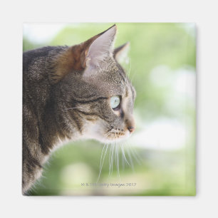 Aimant Un chat tigré adulte regardant fixement hors d'un