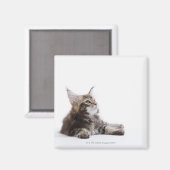 Aimant Un chaton du Maine Coon (Recto/Verso)
