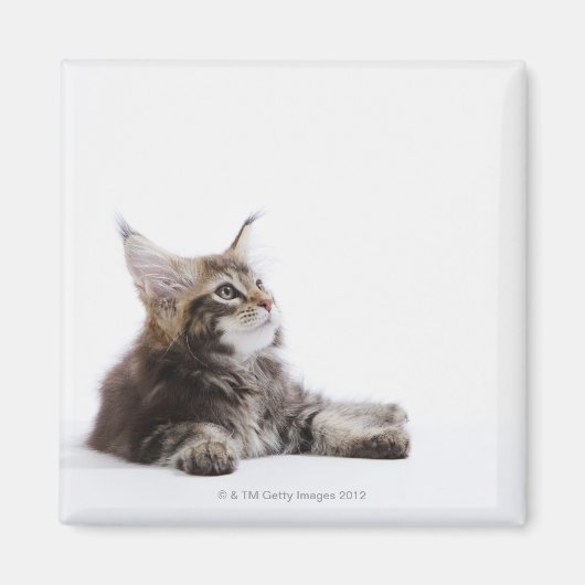 Aimant Un chaton du Maine Coon (Devant)