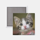 Aimant Un chaton mignon aux yeux verts (Recto/Verso)