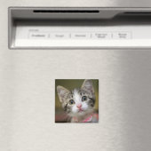 Aimant Un chaton mignon aux yeux verts (In Situ (Lave-vaisselle))