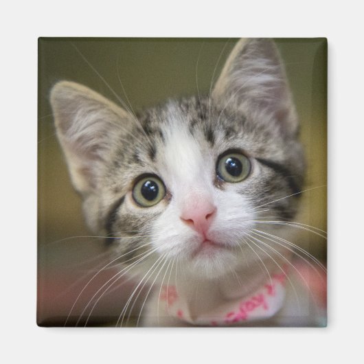 Aimant Un chaton mignon aux yeux verts (Devant)