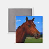 Aimant Un cheval fier (Recto/Verso)