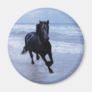 Aimant Un cheval sauvage et libre