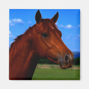 Aimant Un cheval se tenant fier