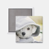 Aimant un chien blanc portant un capot de chemise (Recto/Verso)