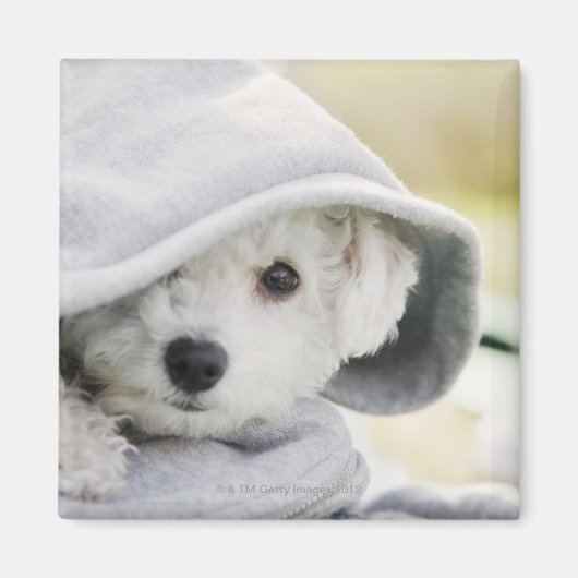 Aimant un chien blanc portant un capot de chemise (Devant)