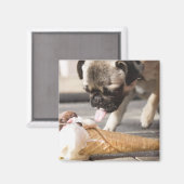 Aimant Un chien mange une glace sur un trottoir (Recto/Verso)