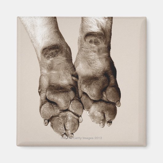 Aimant Un chien pattes (Devant)