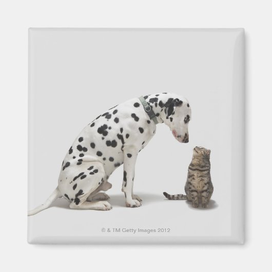 Aimant Un chien regarde un chat (Devant)