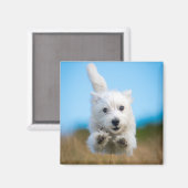 Aimant Un Chiot De Terrier De L'Ouest Mignonne Courant (Recto/Verso)