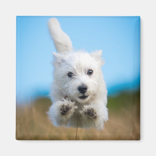 Aimant Un Chiot De Terrier De L'Ouest Mignonne Courant (Devant)