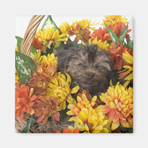 Aimant Un chiot de Yorkie-Poo dans un panier d'artificiel