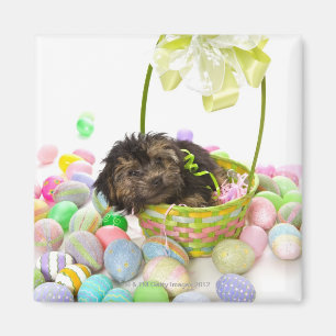 Aimant Un chiot de Yorkie-poo rencontrant un panier de