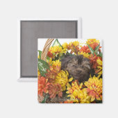 Aimant Un chiot Yorkie-Poo dans un panier artificiel (Recto/Verso)