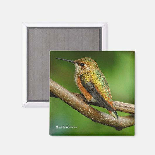 Aimant Un colibri roux étonnant sur des vignes jumelées (Recto/Verso)