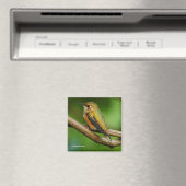 Aimant Un colibri roux étonnant sur des vignes jumelées (In Situ (Lave-vaisselle))