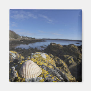 Aimant Un coquillage se repose sur une roche Dumfries,
