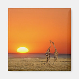 Aimant Un couple de girafes marche vers le coucher du sol