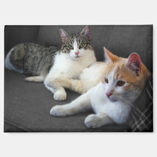 Aimant Un couple de Kitties (Recto)