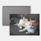 Aimant Un couple de Kitties (Recto/Verso)