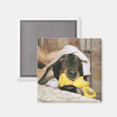 Aimant Un dachshund baigné. (Recto/Verso)