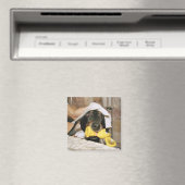 Aimant Un dachshund baigné. (In Situ (Lave-vaisselle))